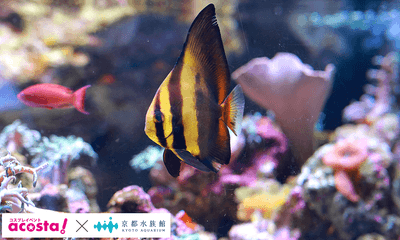acosta!＠京都水族館6