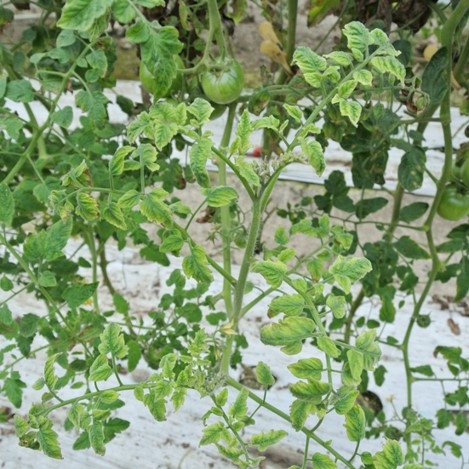 抵抗性トマト品種が発病している様子 沖縄県の生産農家において、抵抗性遺伝子を有するトマト品種での発病を確認し、日本では感染事例のないベゴモウイルスを確認した