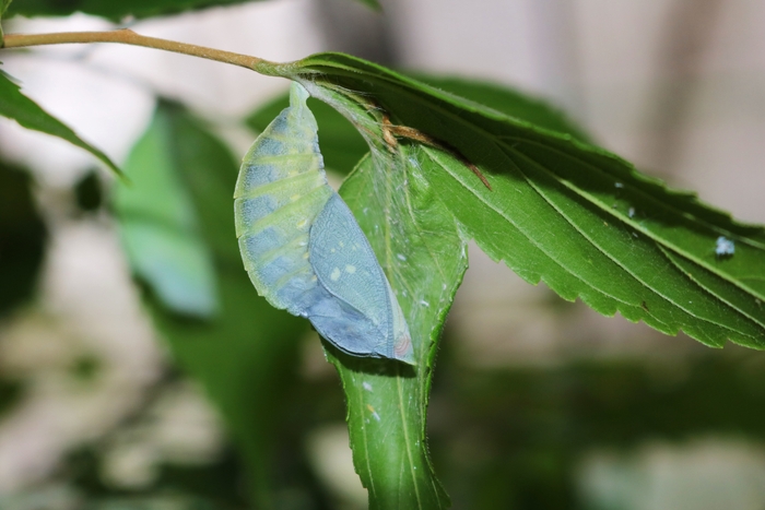サナギ(6月ごろ)監修:チョウタロウ(林太郎)