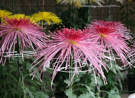 盆養(三本仕立て)