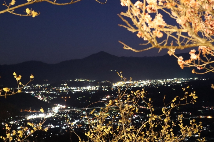 ロウバイライトアップと夜景イメージ1