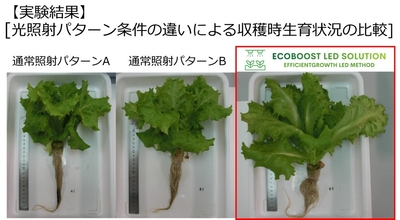 光照射の違いによるリーフレタスの実験結果（一部抜粋）