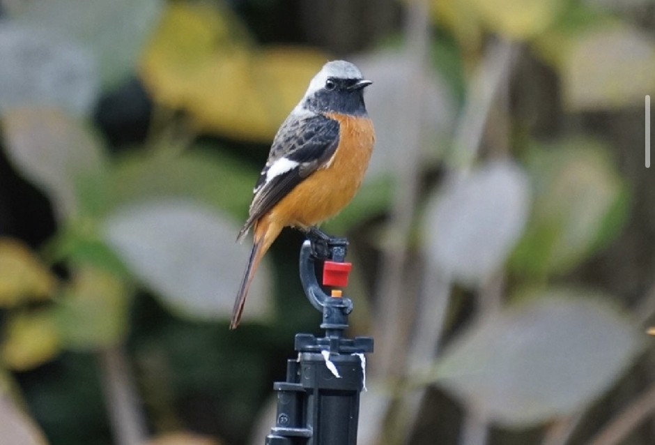 The Day Osakaで確認された野鳥「ジョウビタキ」