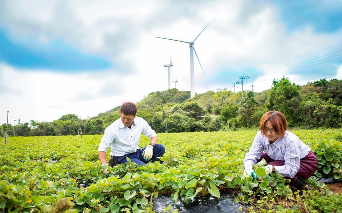 紅はるかの芋掘り体験