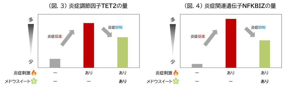 (図.3) 炎症調節因子TET2の量／(図.4) 炎症関連遺伝子NFKBIZの量