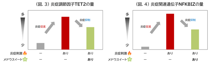 (図.3) 炎症調節因子TET2の量/(図.4) 炎症関連遺伝子NFKBIZの量