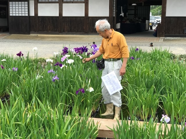 花菖蒲選抜作業中