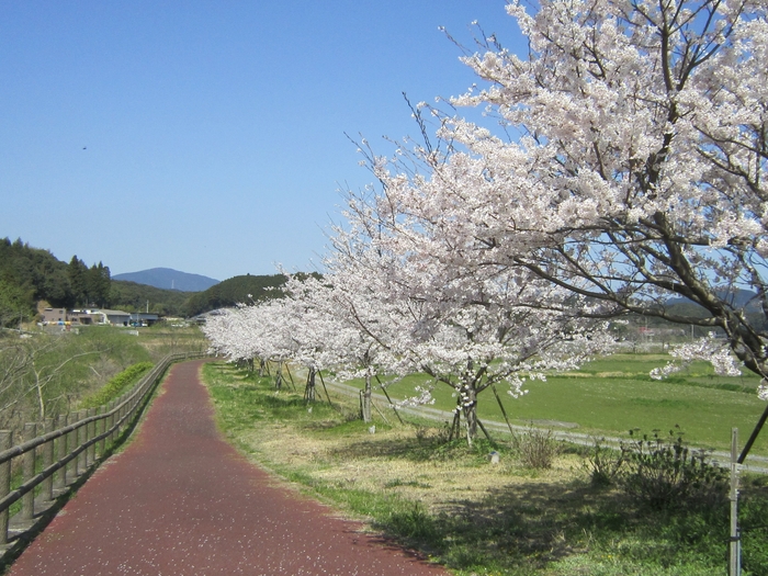 桜づつみロード　ⓒ波佐見町