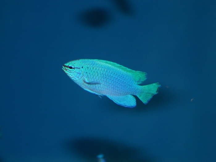 ルリスズメダイ