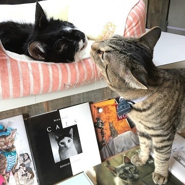 ネコと本4