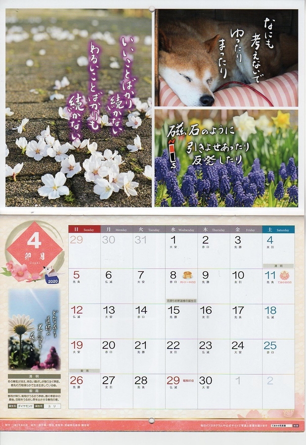 4月は桜と柴犬がゆったりまったり