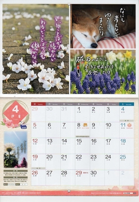 4月は桜と柴犬がゆったりまったり