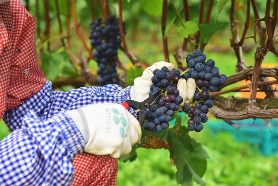 ワイン用ブドウ収穫の様子
