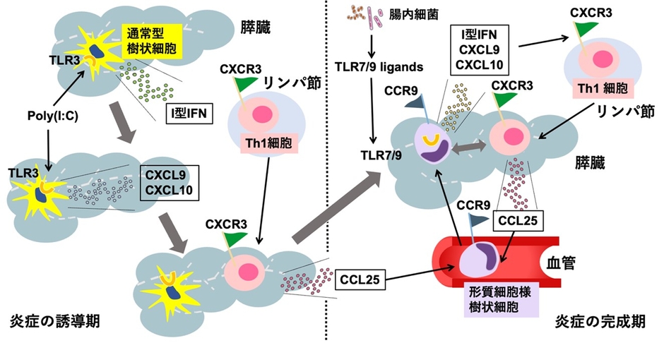 図　自己免疫性膵炎・IgG4関連疾患の発症に関わる免疫細胞と、サイトカイン・ケモカイン
