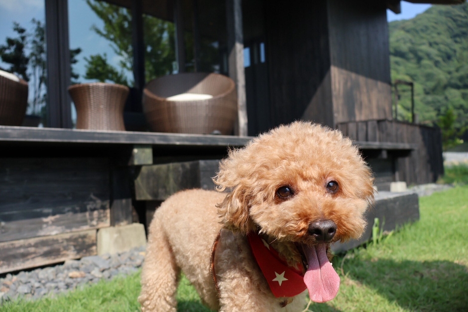 HOTEL VISONドッグヴィラ2