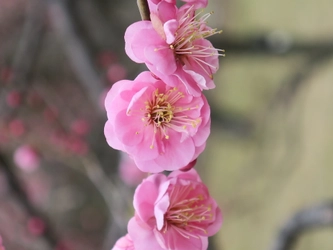 【いよいよ来週スタート！】神代植物公園「梅まつり」のお知らせ〈２月14日（火）～3月5日（日）〉