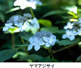 ヤマアジサイ