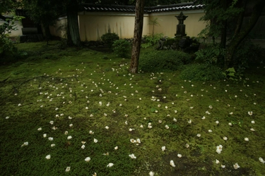 ～巡るたび 新しい京都～ 沙羅双樹の鹿王院