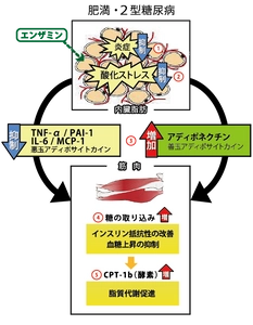 メタボ予防効果で特許を取得！発酵素材「エンザミン」