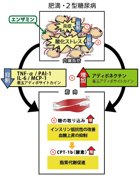 エンザミンのメタボ予防効果のメカニズム