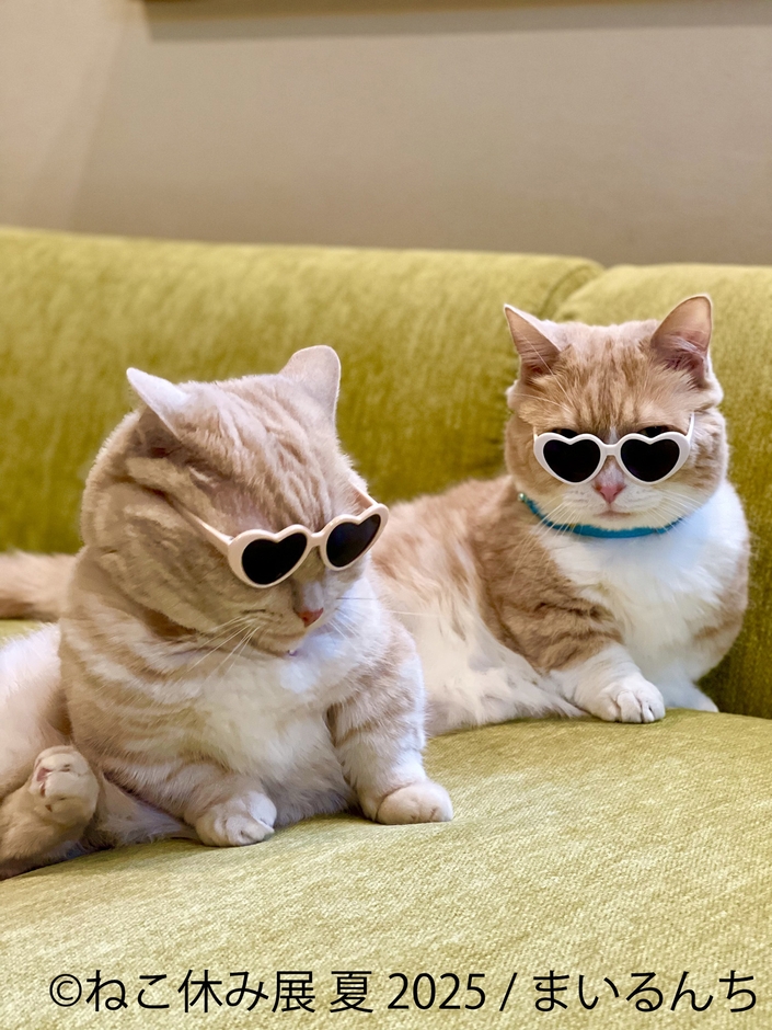 ねこ休み展 展示作品:まいるんち