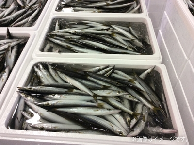 鮮魚詰め放題