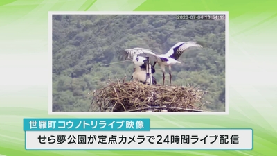 ライブ配信