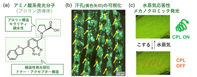 図2.(a)分子設計、(b)汗孔の可視化、(c)水蒸気応答性メカノクロミック発光