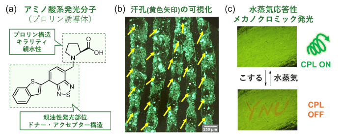 図2.(a)分子設計、(b)汗孔の可視化、(c)水蒸気応答性メカノクロミック発光