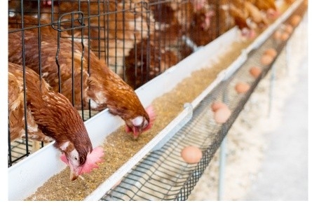畜産:採卵鶏の飼養現場