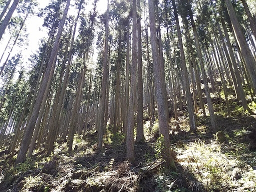 町有林2