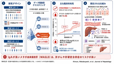 血液中のIgA高値を特徴とするメタボ由来の 脂肪肝(MASLD)の高リスク病型を同定