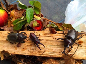 長野・伊那きのこ王国に『カブトムシ園』が7月15日オープン 　家で飼ってみたいお子様は採集も可能！