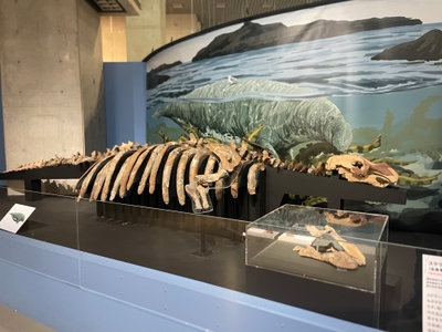 ステラーダイカイギュウ展示風景