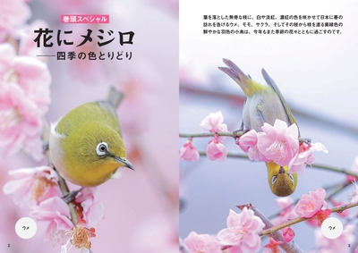 花にメジロ──四季の色とりどり