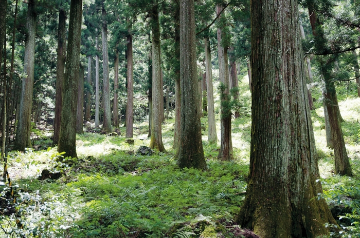 手間をかけて植林・間引きを行うことで細かく均一な年輪の木が生まれます。