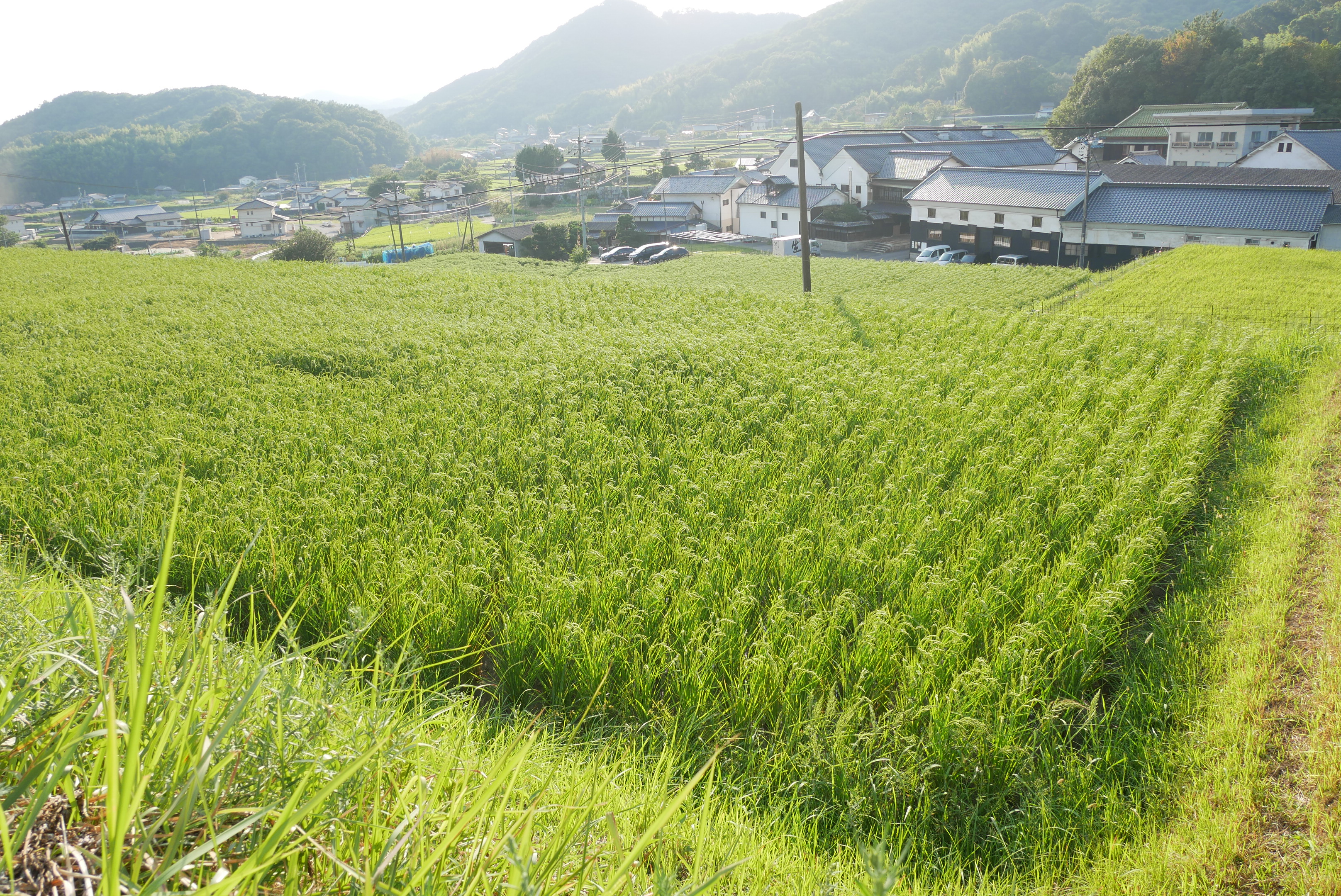 日本酒の未来を守るために、お酒の種をまこう！ 山田錦の稲作体験イベントを開催