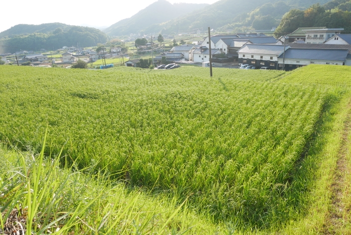 右奥:丸本酒造