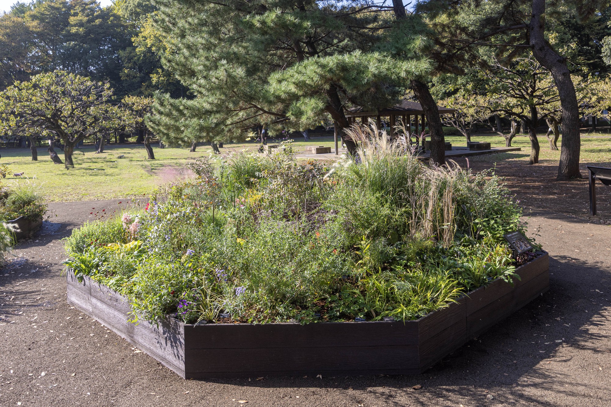 Aガーデンの様子(11月)