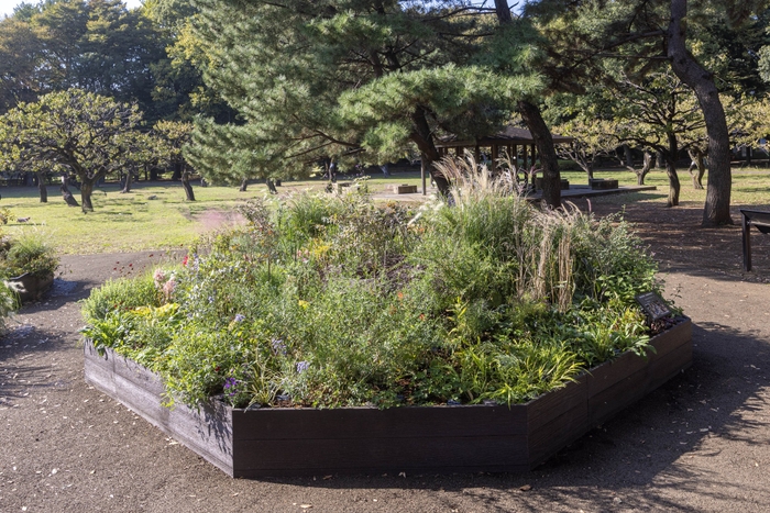 Aガーデンの様子(11月)