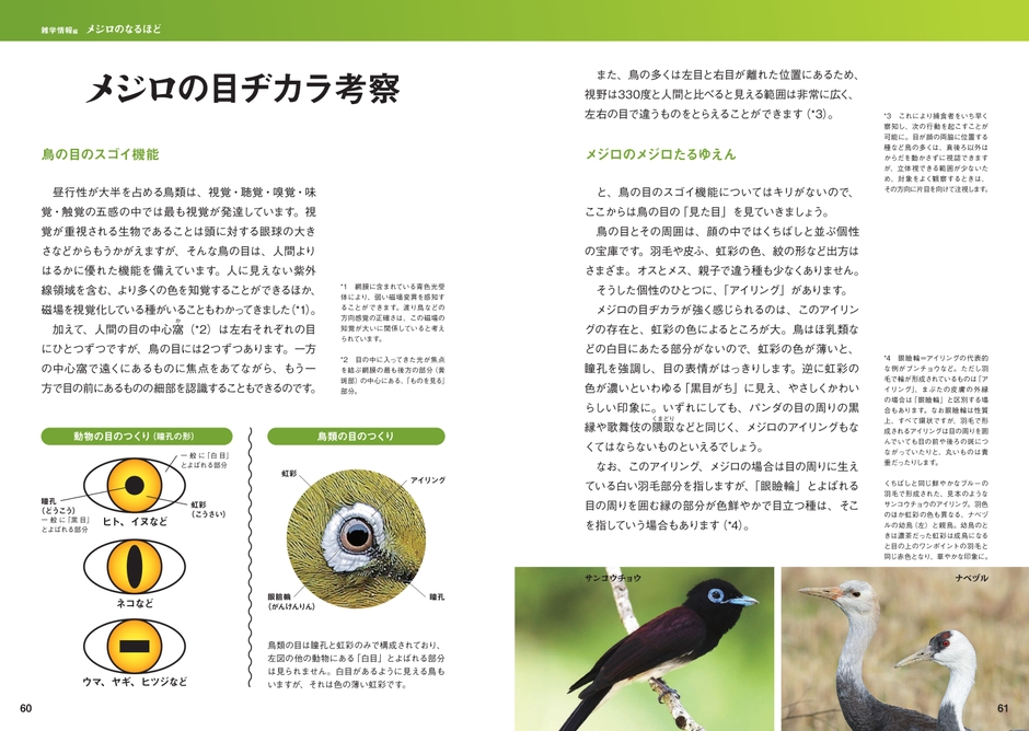 メジロの目ヂカラ考察