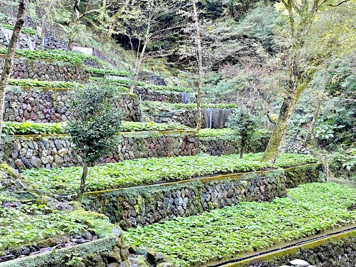 藤井わさび園　わさび田の風景