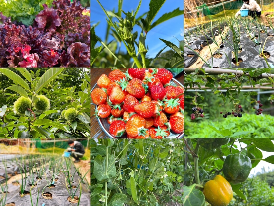 地元大東市龍間で採れた野菜や果物たち