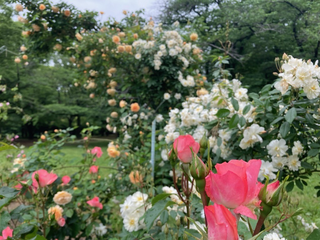 代々木公園「秋のバラフェスタ」10月19日開催！ 夜の部は野外シネマ「もったいないキッチン」上映