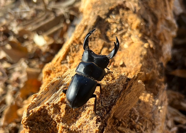 採集困難とはいえ、これだけの大型が生息する整った環境が残っている。　写真／インフィニティー・ブラック
