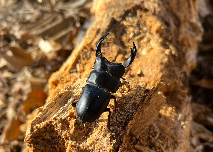 採集困難とはいえ、これだけの大型が生息する整った環境が残っている。 写真/インフィニティー・ブラック