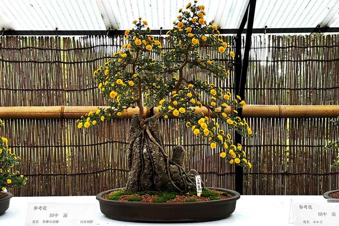 小菊盆栽