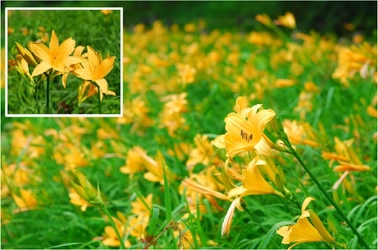 六甲高山植物園 亜高山帯型早咲き約1000株の 「ニッコウキスゲ」が見頃です