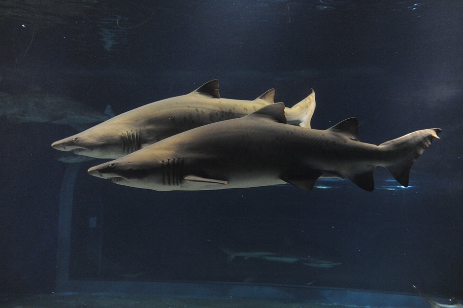 シロワニ ※画像はイメージです