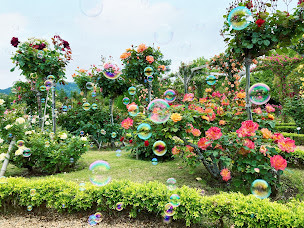 バラのシャボン玉の競演